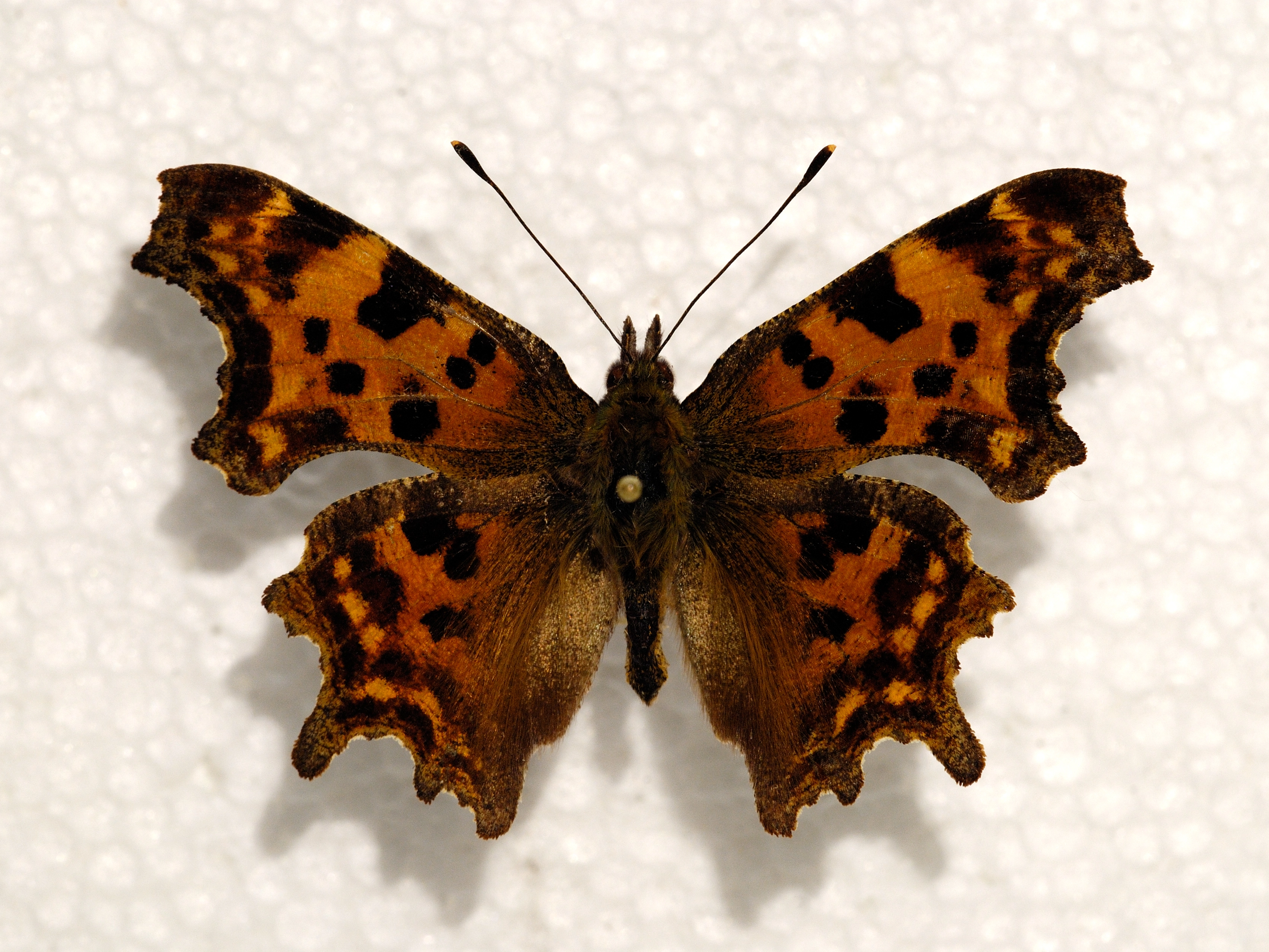 Gehakkelde aurelia_boven_BFN2007 11 30 N 095Z.jpg